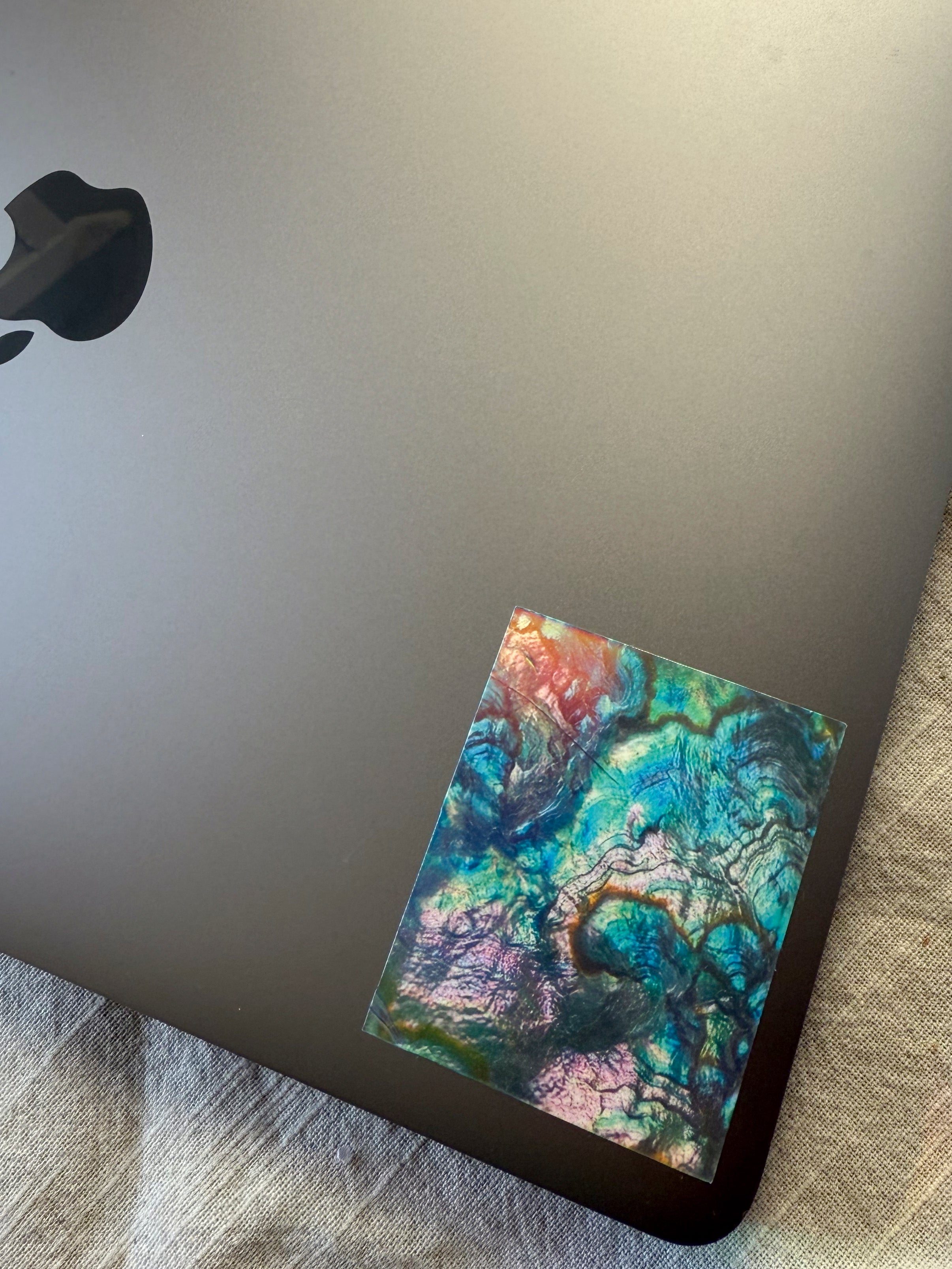 Abalone Sticker